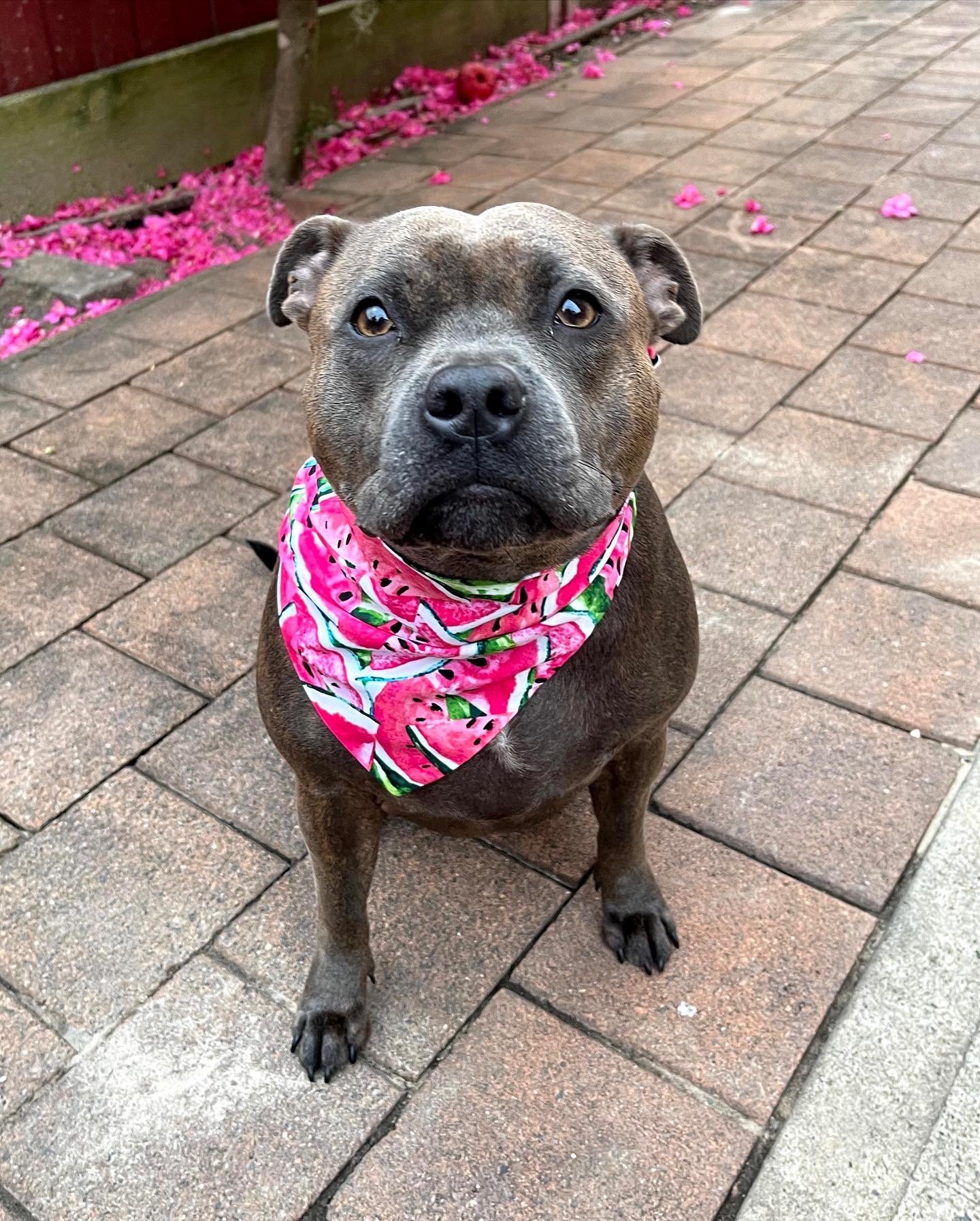 Watermelon dog hot sale bandana